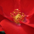 Rouge - Rosiers floribunda - Fred Loads